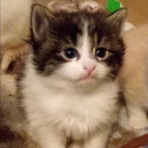 Meet your Posher, Tracy